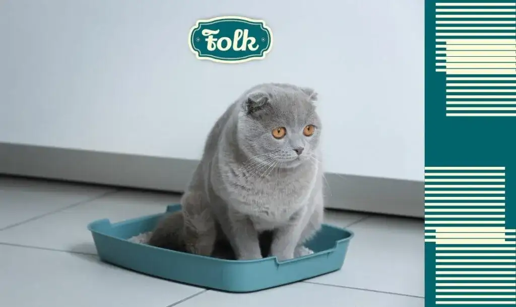 Ciemny mocz u kota: objawy, przyczyny i co należy zrobić?