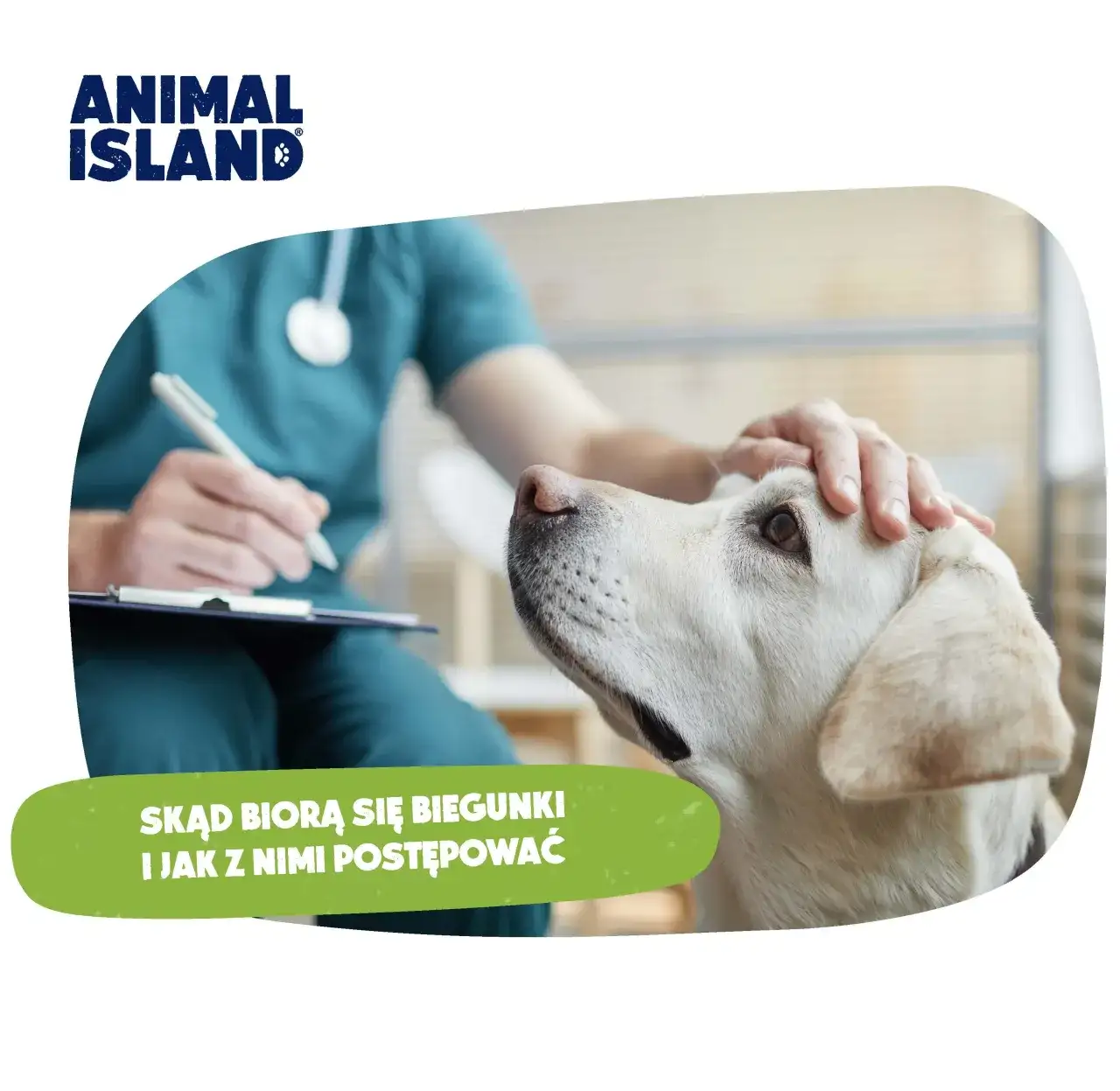 Pies ma biegunkę? Sprawdź, jak pomóc i kiedy iść do weterynarza