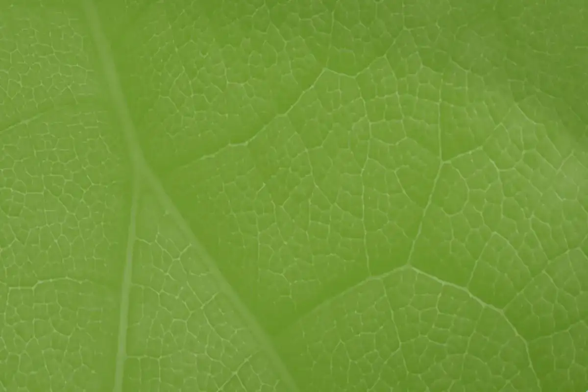 O czym mówi zielony ład i jak wpłynie na przyszłość Europy