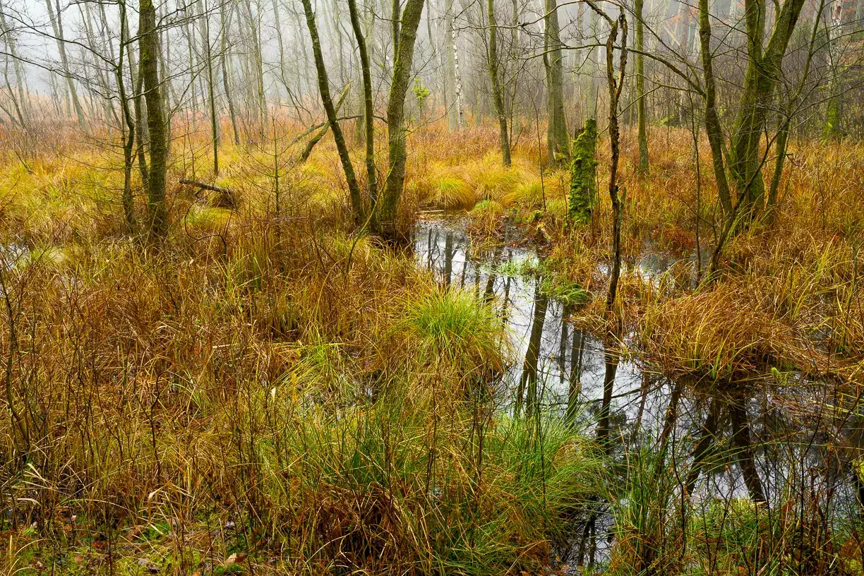 Rezerwat przyrody Cisowa - tajemnice natury i ochrona ekosystemów