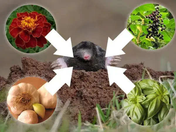 Co ryje w ogrodzie i jak skutecznie chronić rośliny przed szkodnikami