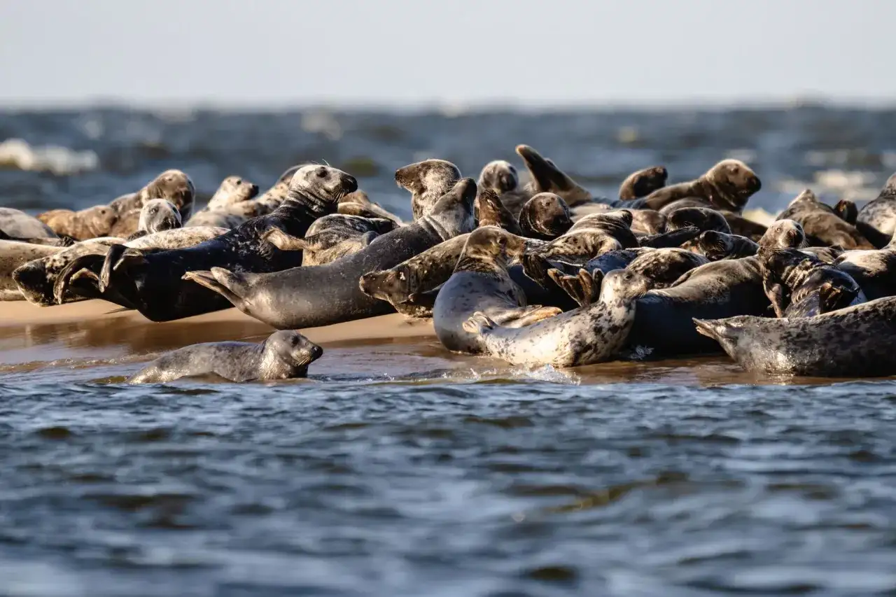 Czy w Bałtyku są foki? Odkryj tajemnice tych wyjątkowych zwierząt