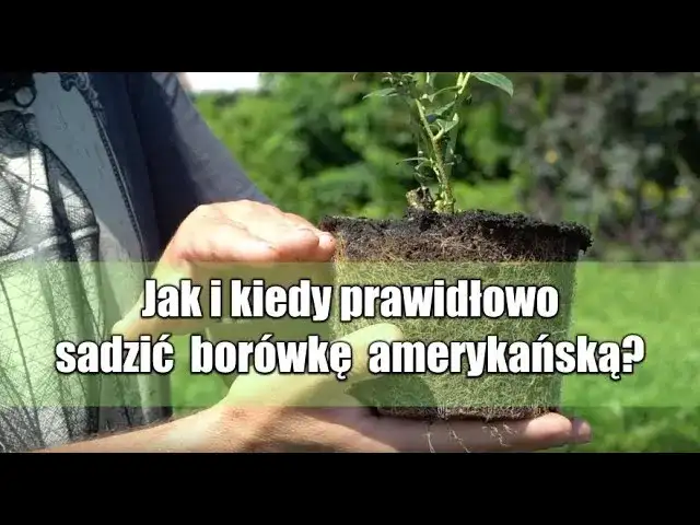 Jak prawidłowo sadzić borówkę amerykańską i uniknąć błędów w odstępach