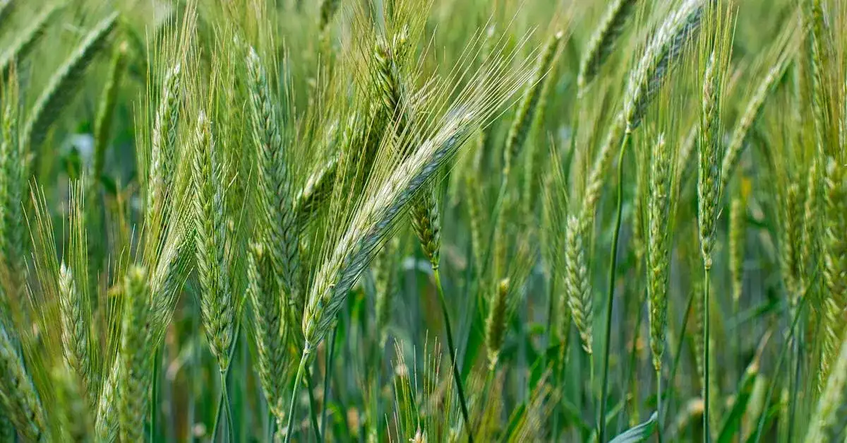 Dopłaty do materiału siewnego: Jakie są nowe zasady?