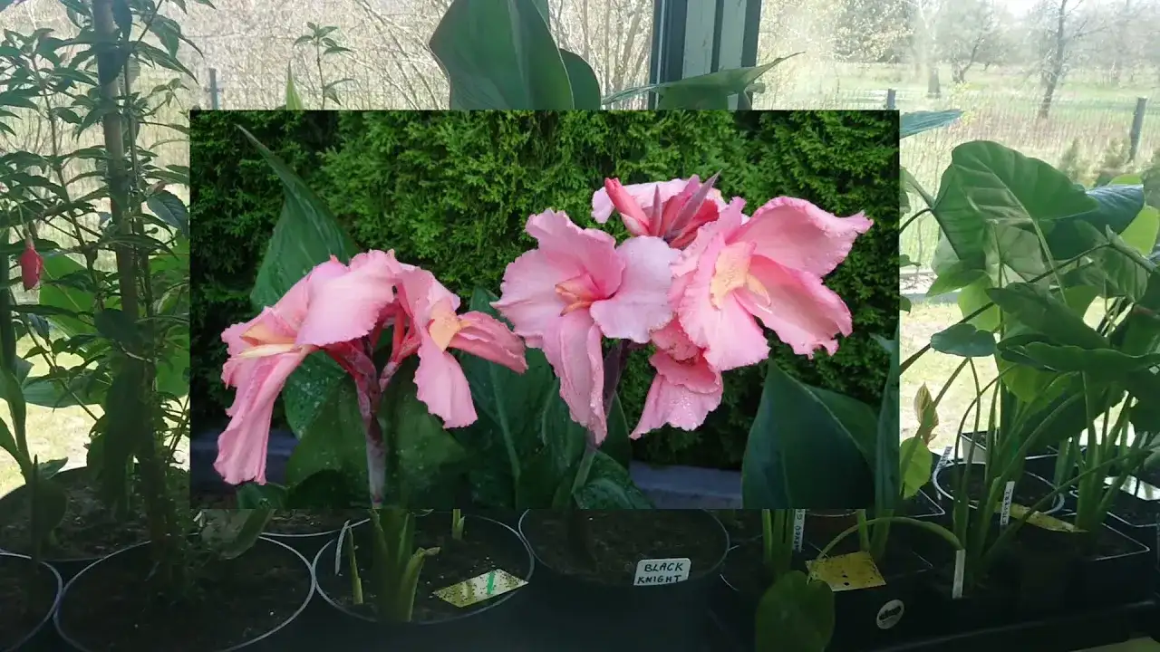 Canna kiedy do gruntu: uniknij przymrozków i sadź z sukcesem