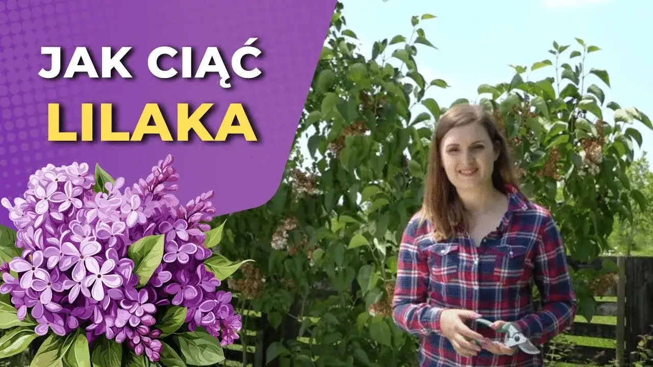 Jak przycinać bez, aby cieszyć się pięknym kwitnieniem i zdrowiem roślin