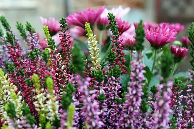 Wrzosy: Kiedy kwitną i jak sprawić, by zachwycały kolorem?