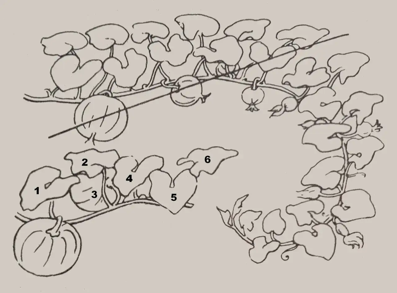 Jak przycinać dynie? Zwiększ plony i ciesz się gigantami!