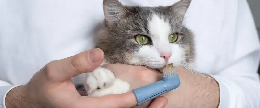 Jak czyścić kotu zęby, aby uniknąć poważnych problemów zdrowotnych