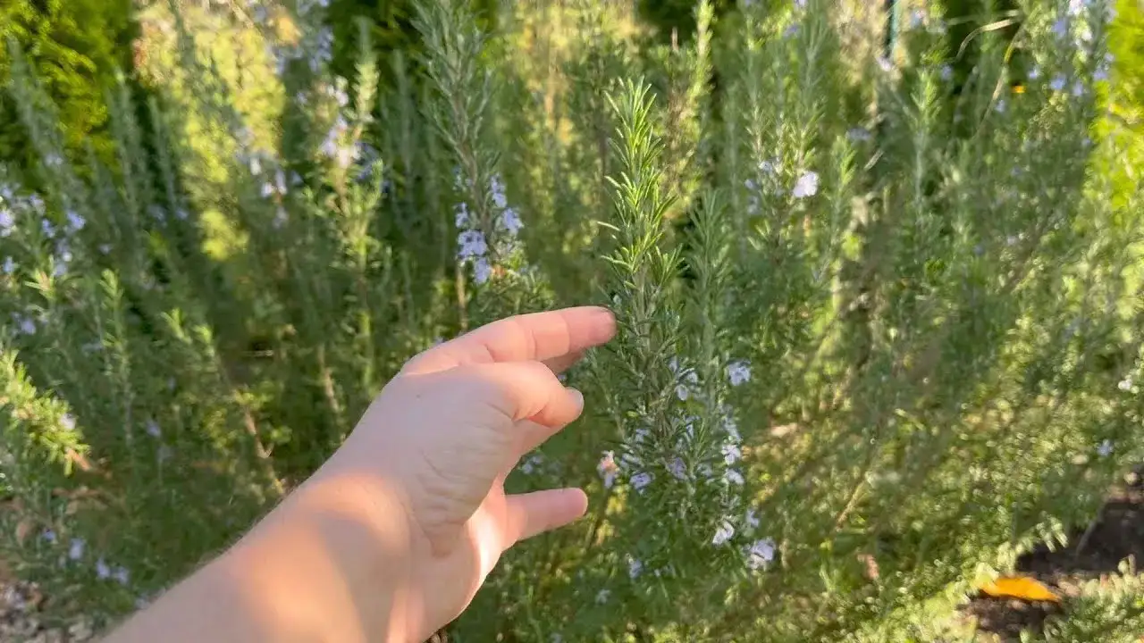 Czy rozmaryn zimuje w gruncie? Oto co musisz wiedzieć, aby przetrwał zimę