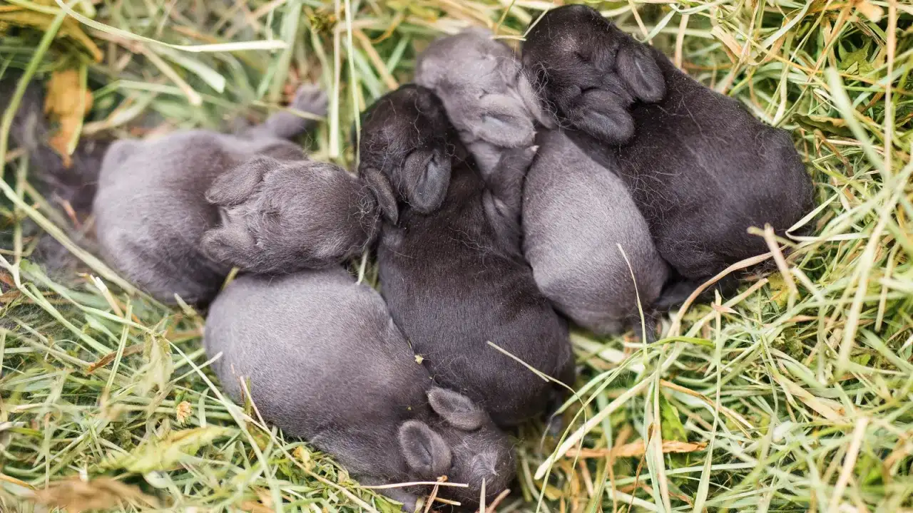 Kilka nowo narodzonych króliczków, szarych i czarnych, śpi w gęstym sianie. To dowód, ile królik jest w ciąży, bo to całe potomstwo.