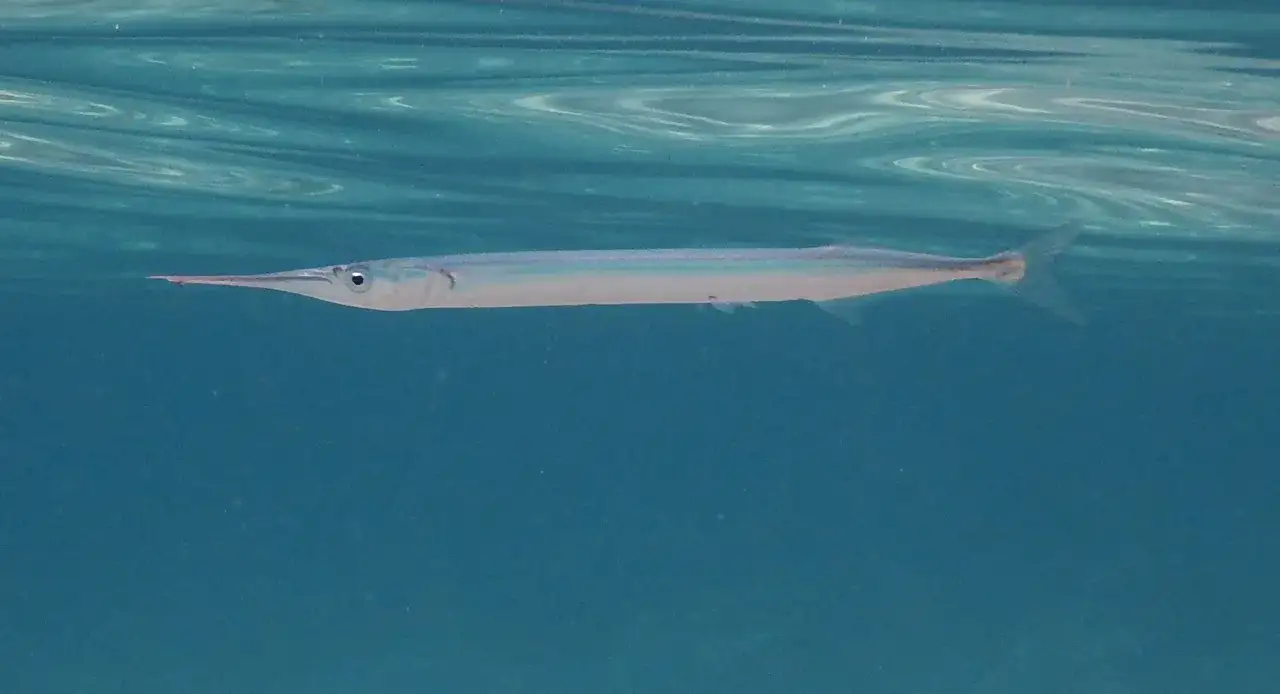 Jakie ryby pływają w Bałtyku? Odkryj zaskakujące gatunki!