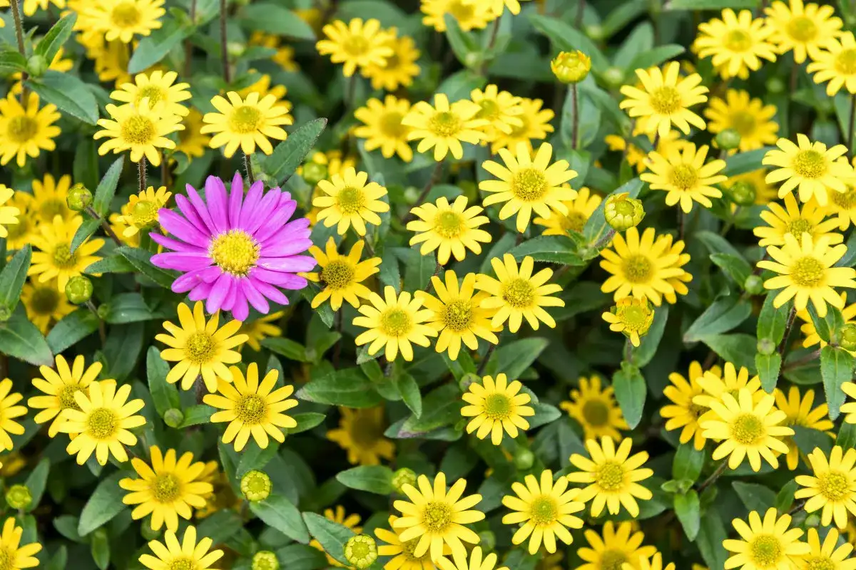 Kwiaty na słońce: 5+ gatunków, które pokochają Twój ogród