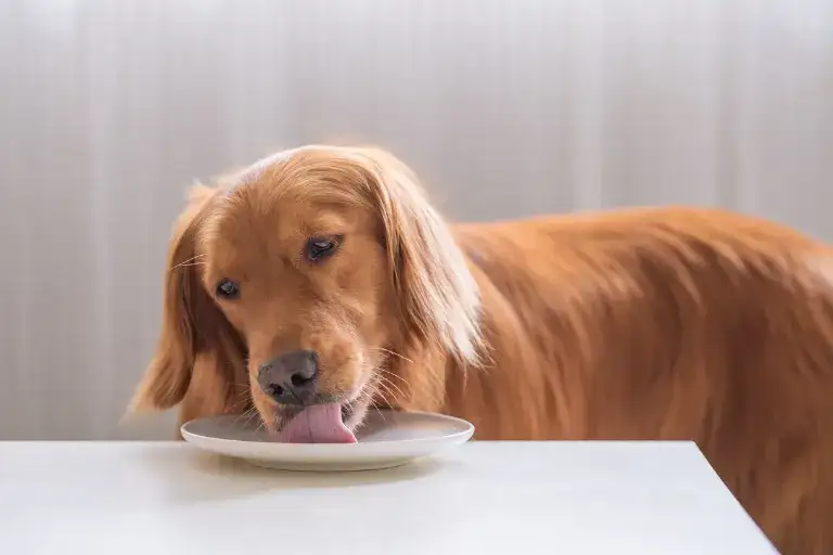 Czy psy mogą jeść gotowane ziemniaki? Sprawdź, co musisz wiedzieć