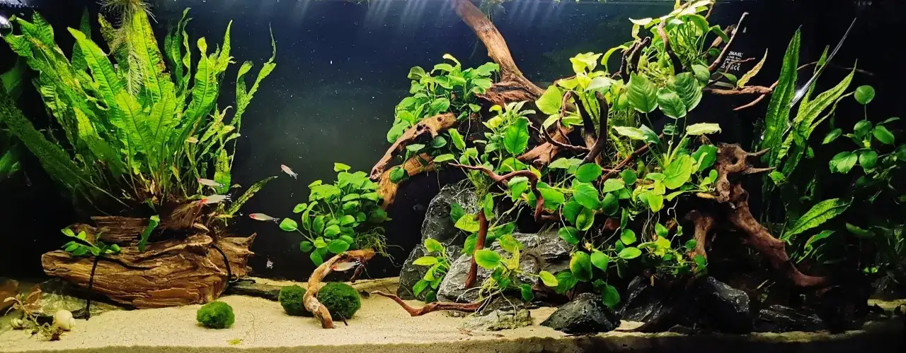 Najlepsze podłoże do akwarium: wybierz idealne dno dla ryb