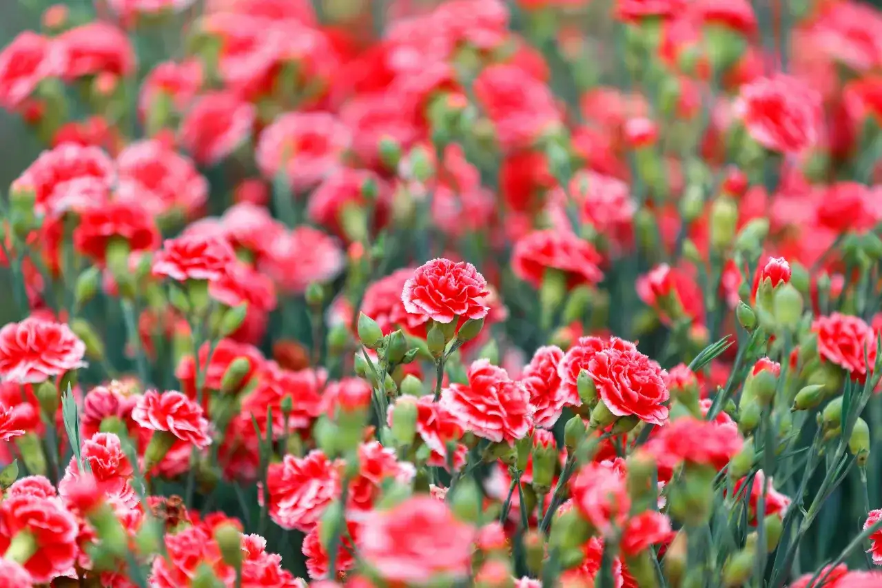  Goździki wieloletnie - jak i gdzie sadzić? Poznaj tajniki uprawy tych pięknych kwiatów