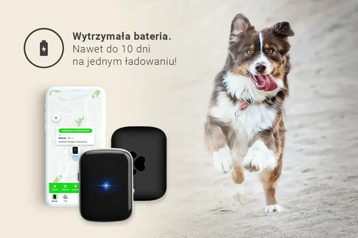 Lokalizator GPS dla psa: Jaki wybrać? Ranking i porady 2024