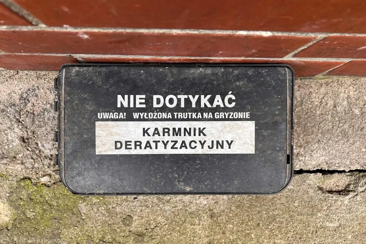 Kto odpowiada za deratyzację w bloku? Prawo i Twój plan działania.