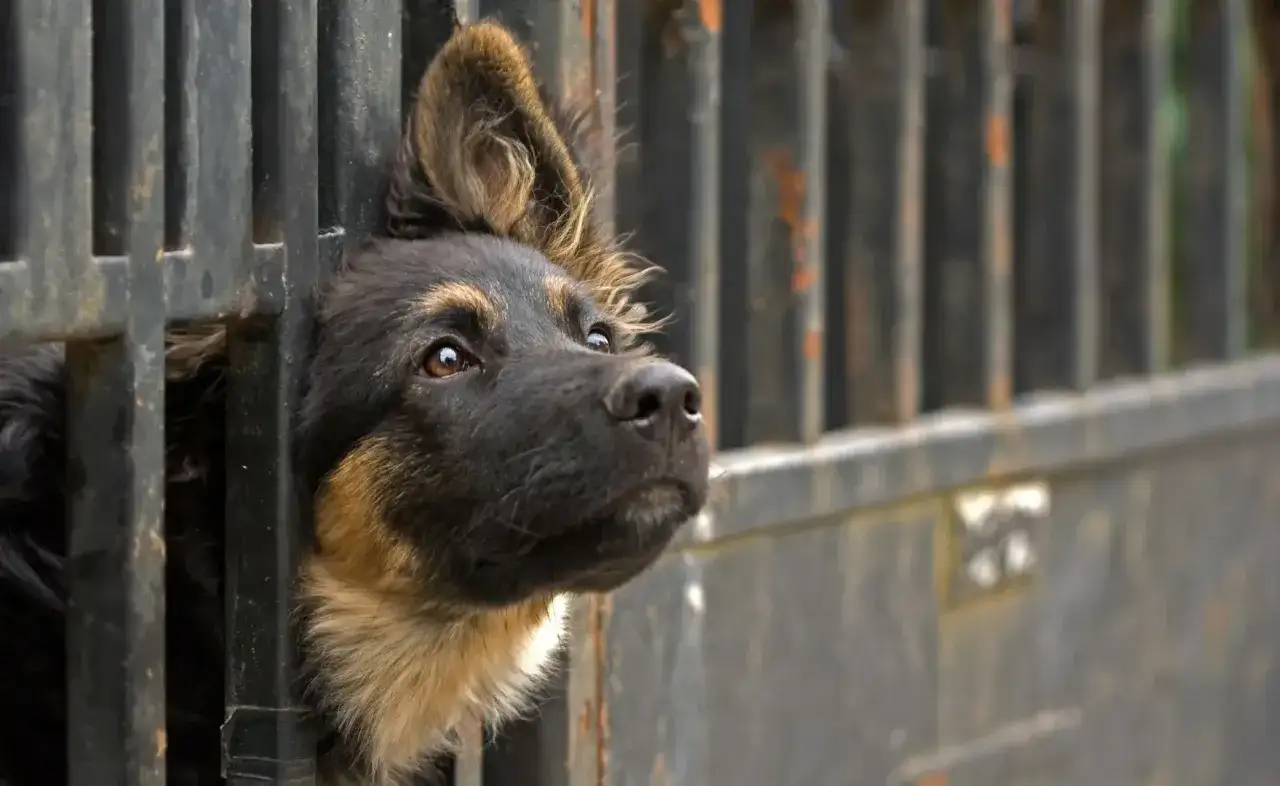 Piesek zza krat tęskni za domem. Zastanawiasz się, ile kosztuje adopcja dziecka w Polsce?