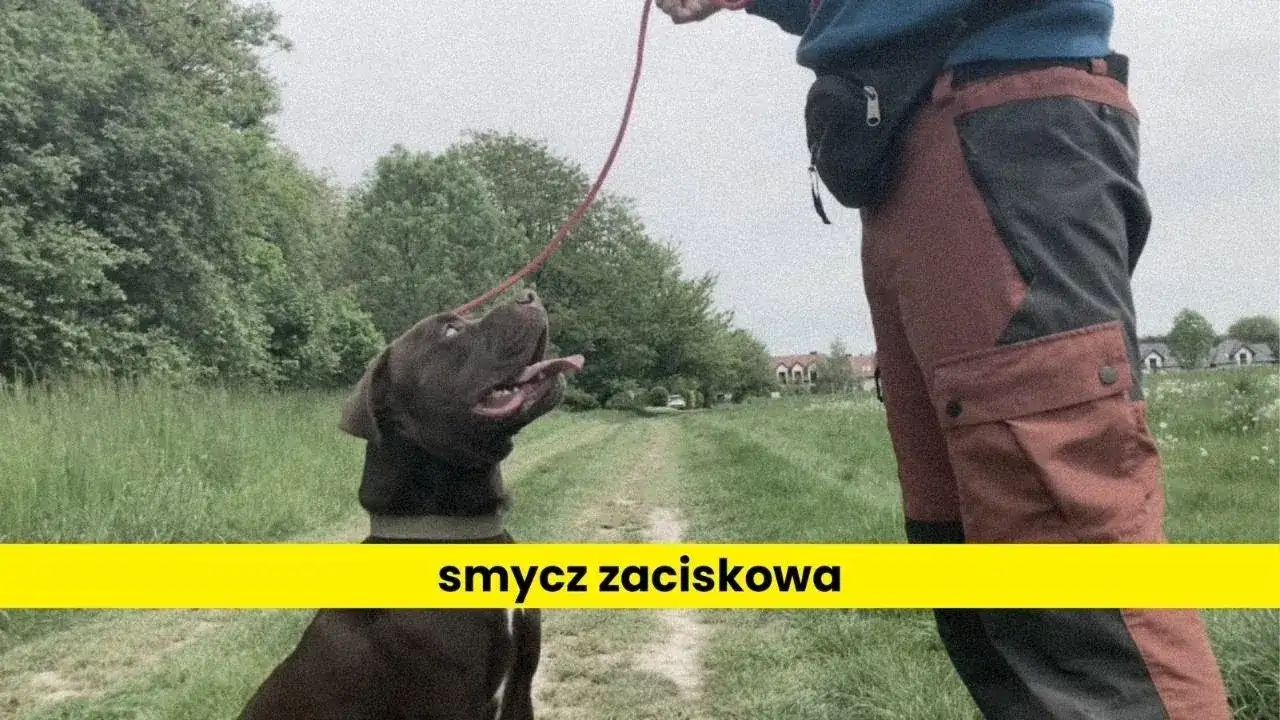 Jak założyć psu obrożę, aby zapewnić mu komfort i bezpieczeństwo