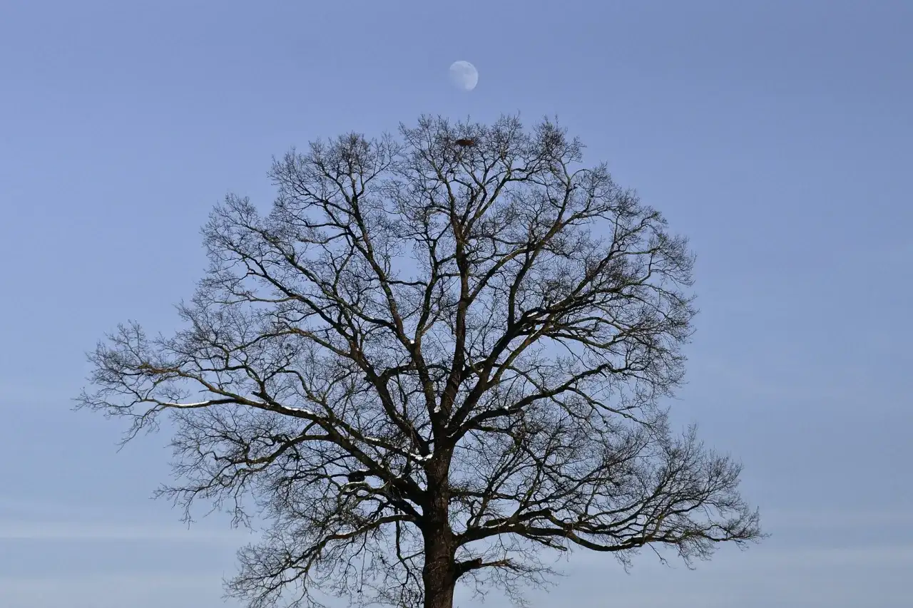 Drewno księżycowe: magiczne właściwości i zastosowanie