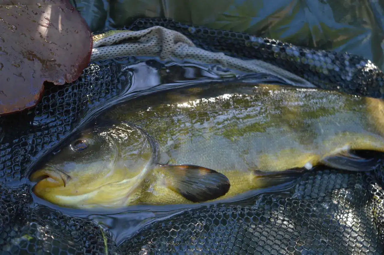 Haczyk na lina: Sekrety wyboru dla pewnych brań
