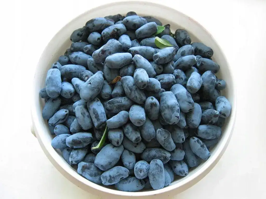 Jaką glebę wybrać dla jagody kamczackiej, aby uniknąć problemów?