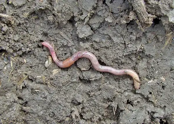 Robak na haczyku: Sekrety żywej przynęty i skutecznego zacięcia
