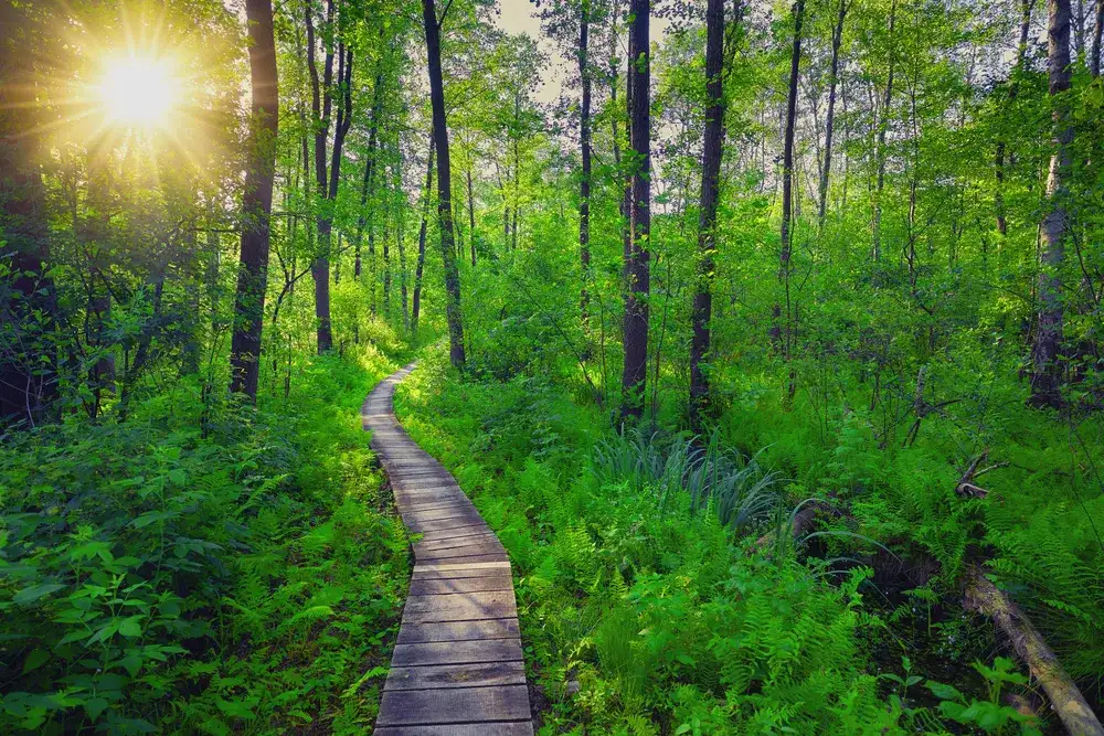 Rezerwat przyrody Hedera - odkryj unikalne ekosystemy i faunę