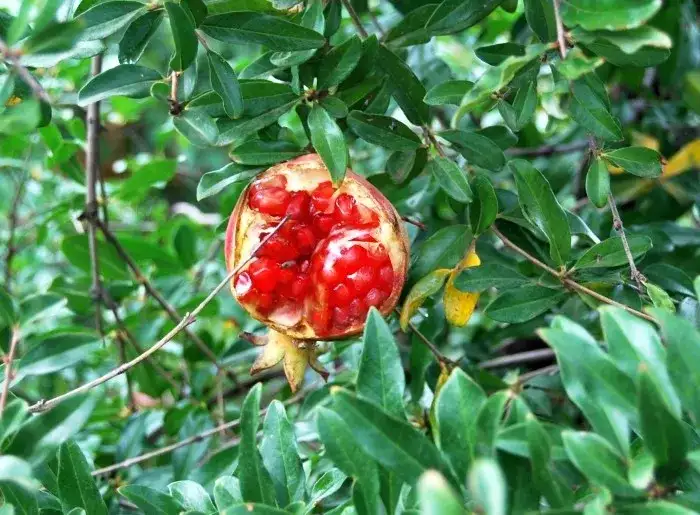 Sos z granatów: 10 zaskakujących zastosowań w kuchni