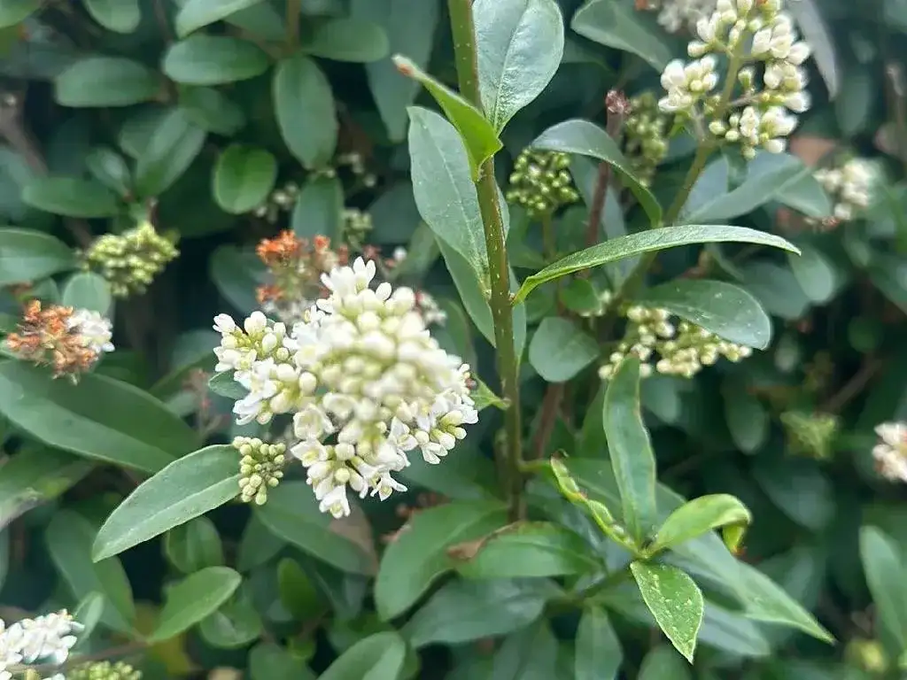 Kiedy kwitnie ligustr? Wygląd, zapach i brak kwiatów - poznaj przyczyny