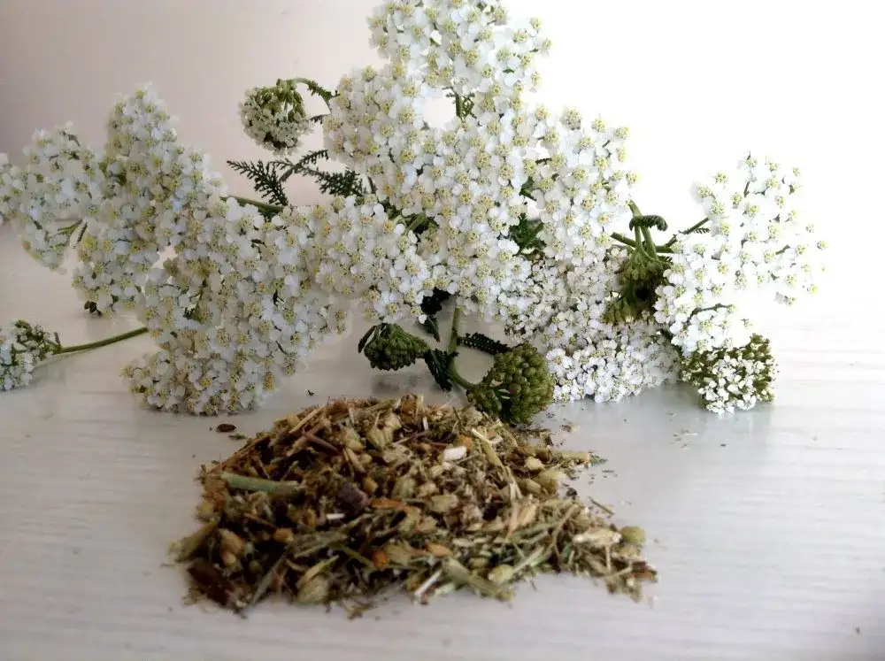 Krwawnik pospolity: chwast, który może być Twoim sprzymierzeńcem w zdrowiu