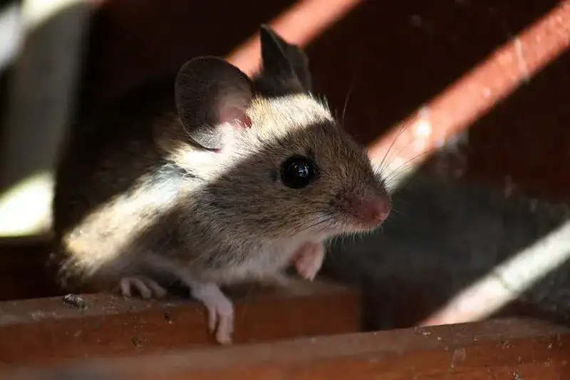 Skuteczne sposoby na to, jak wytępić myszy z elewacji budynku