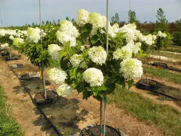 Jak przycinać hortensje na pniu, aby uniknąć błędów i cieszyć się kwitnieniem