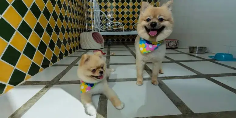 Ile kosztuje psi hotel? Ceny, które mogą cię zaskoczyć