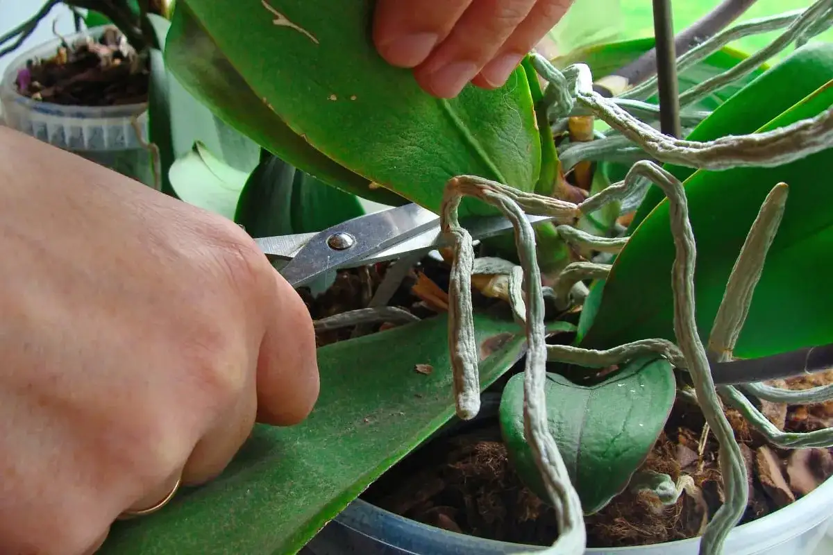 Storczyk nie kwitnie? Sprawdź 7 przyczyn i jak go pobudzić