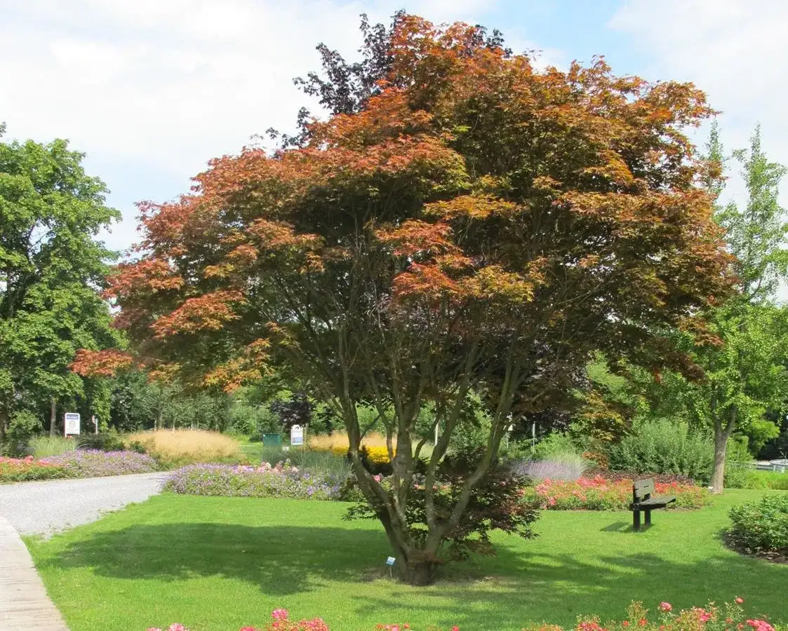 Jabłoń indyjska: fascynujące drzewo o wielu zastosowaniach