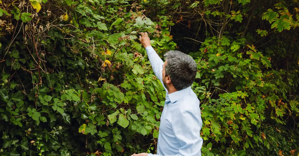 Ostróżka wieloletnia - Kup wysokiej jakości sadzonki online