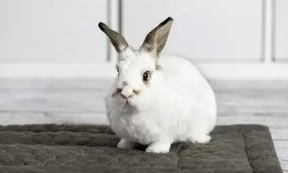 Czy królik to drób? Odkryj, co naprawdę oznacza ta klasyfikacja