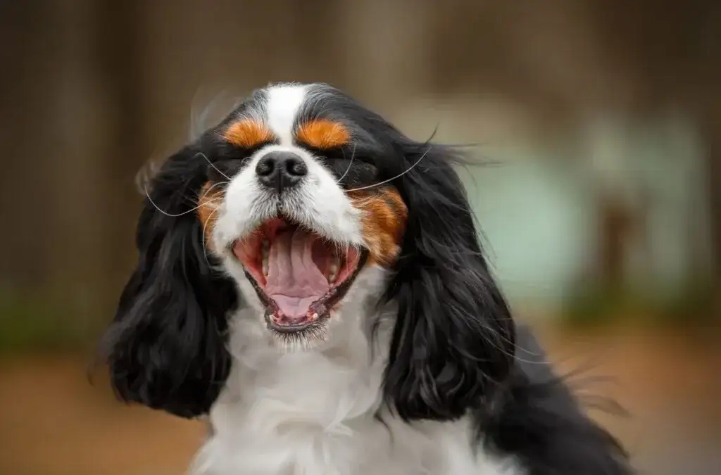 Pies cavalier king charles spaniel czarny podpalany - cechy i charakterystyka