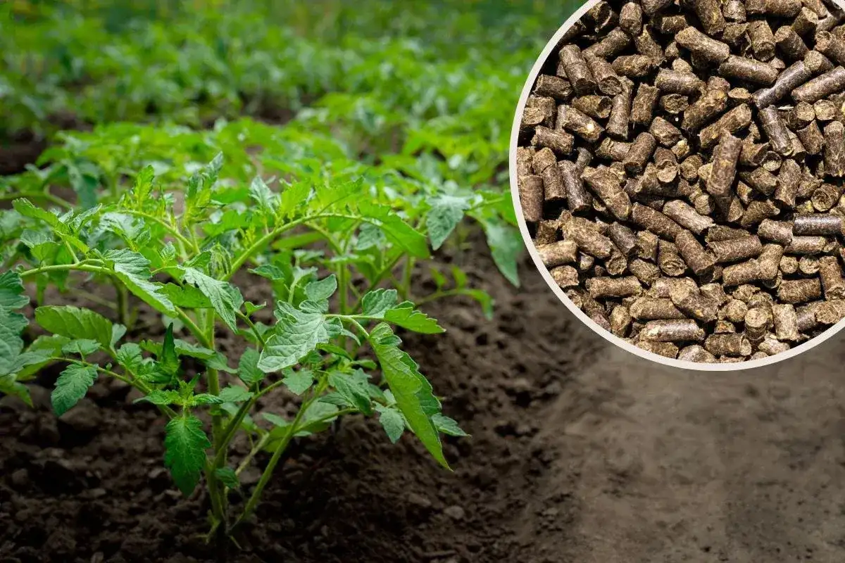 Młode sadzonki pomidorów na grządce i zbliżenie na granulowany obornik.