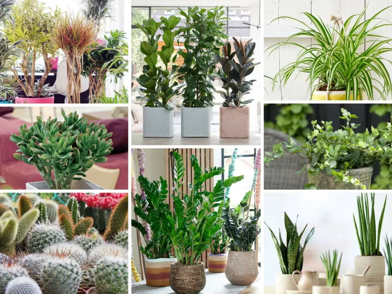 Jakie kwiaty uprawiać dla zysku? Odkryj najbardziej opłacalne gatunki