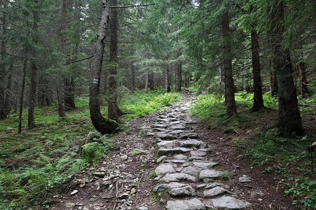 Kamienista ścieżka w lesie, prowadząca w górę. W oddali widać zieloną dolinę wyżnia chochołowska.