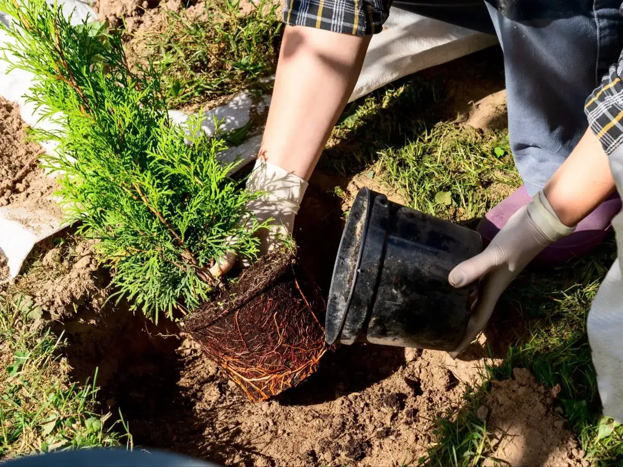 Kiedy sadzić tuje? Optymalne terminy dla zdrowego żywopłotu