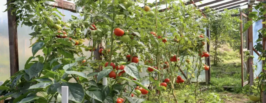 Jak uprawiać pomidory w tunelu - uniknij najczęstszych błędów