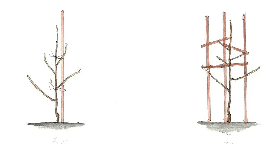 Jak pielęgnować młode drzewko jabłoni: klucz do bujnego sadu