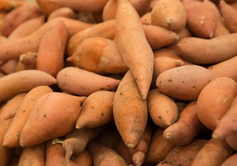 Czy bataty są dietetyczne? Odkryj ich niespodziewane korzyści zdrowotne