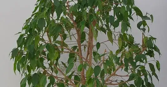 Jak przycinać fikusa benjamina, aby uniknąć błędów i uzyskać zdrową roślinę