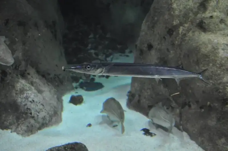 Jakie ryby są w Bałtyku? Odkryj gatunki i ich znaczenie ekologiczne