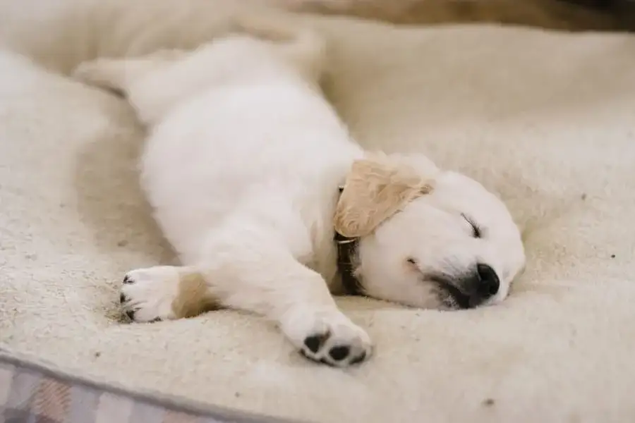 Ile śpi szczeniak? Normy, fazy snu i jak mu pomóc